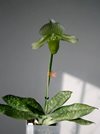 Paphiopedilum Mottled Leaf Albino Type